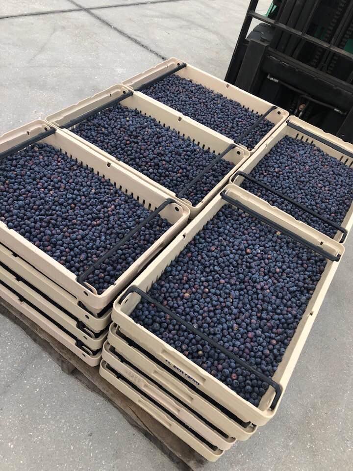 S & S Micro Farm - U PIC Blueberries & Moringa photo 4