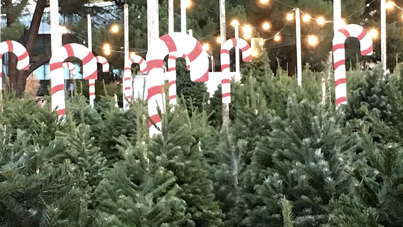 Photo of Sea Scouts Christmas Trees