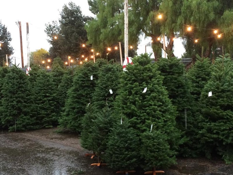 Sea Scouts Christmas Trees photo 3