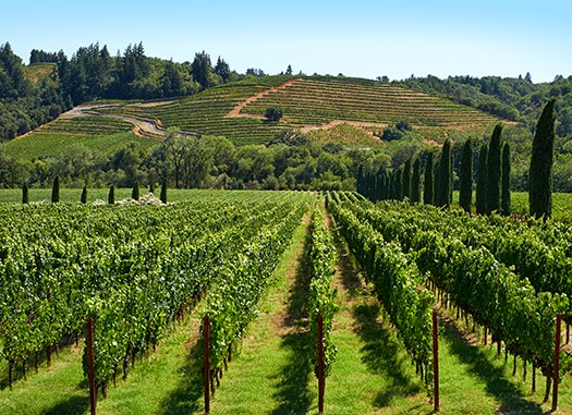 Beau Wine Tours & Charter Services photo 2