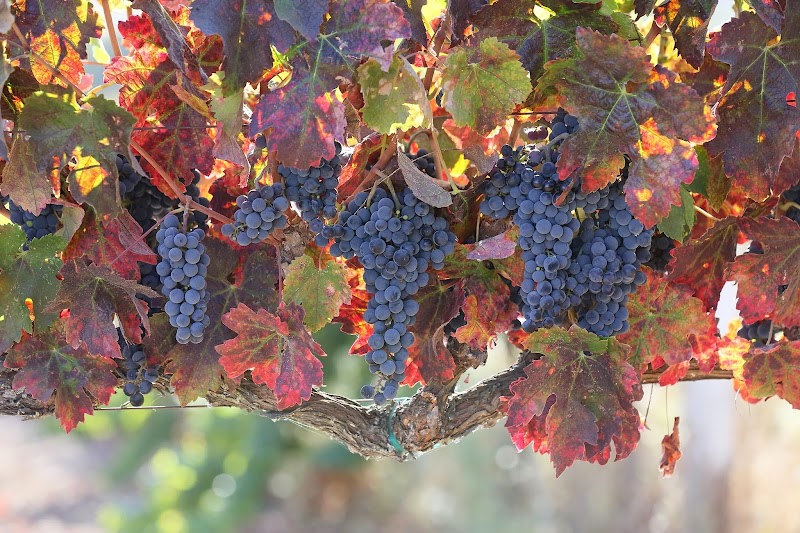 Photo of Beau Wine Tours & Charter Services