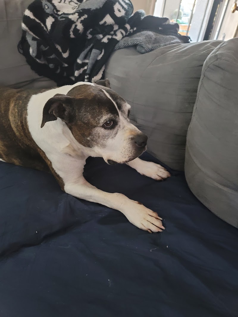 Boulevard Pet Hospital photo 3