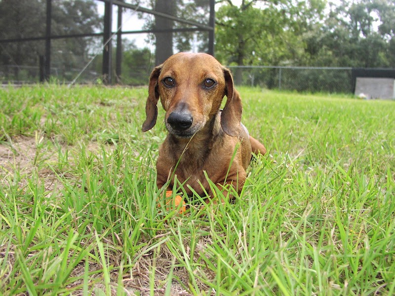 Looking Good Pet Spa photo 2