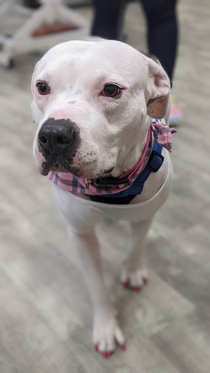 Looking Good Pet Spa photo 3