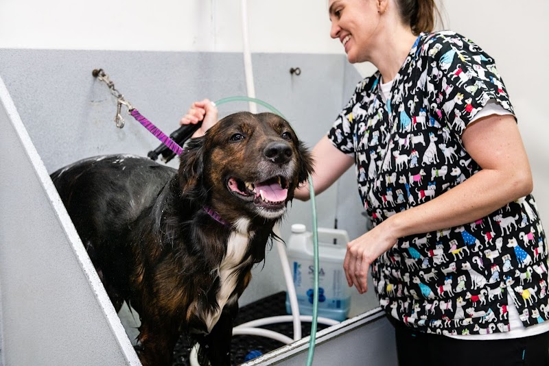 Photo of Pawfection Connection Pet Resort & Salon
