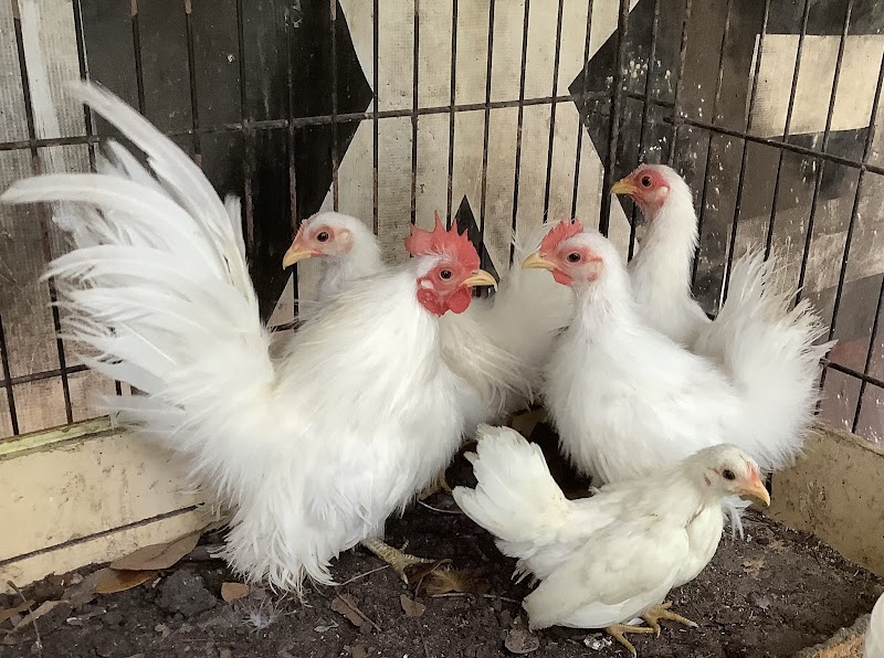 Photo of fancy Chicken breeds farm