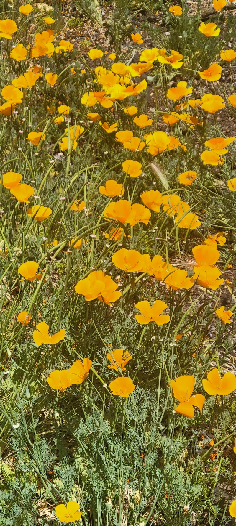 Spring Lake photo 2