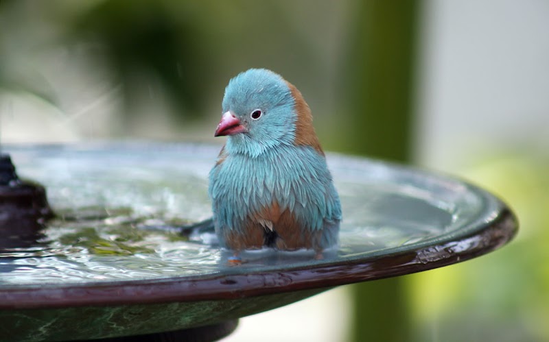 Birder's Garden photo 2
