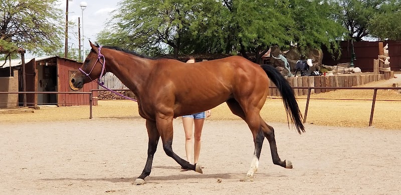 Circle C Stables photo 3