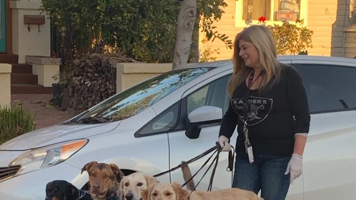 Photo of PRECIOUS PAWS DOG WALKING and BOARDING