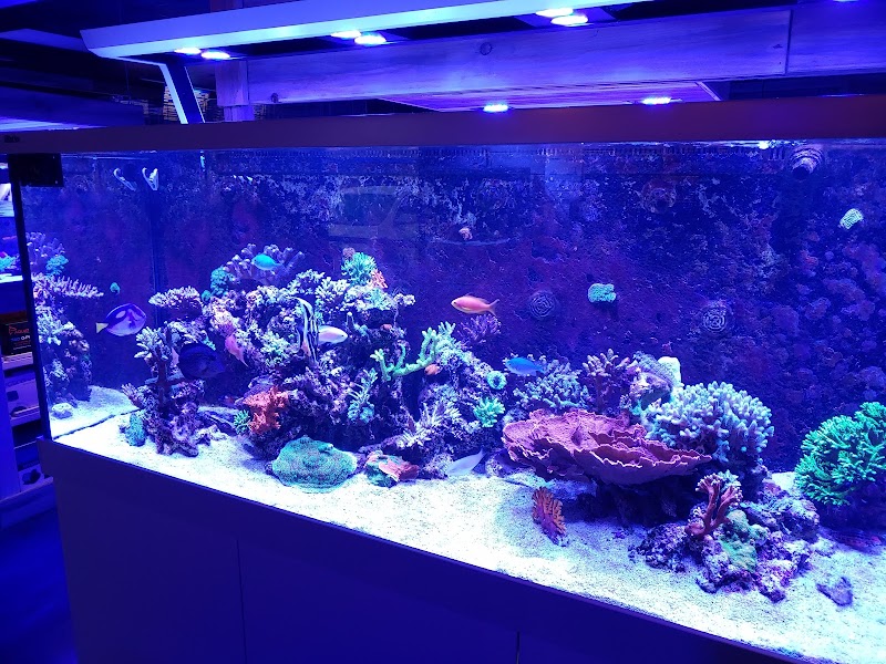 Kona Reef Az - Phoenix photo 5