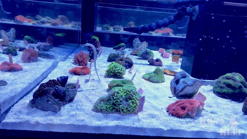 Kona Reef Az - Phoenix photo 2