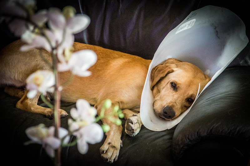 Photo of Harmony Vet Care of Oldsmar