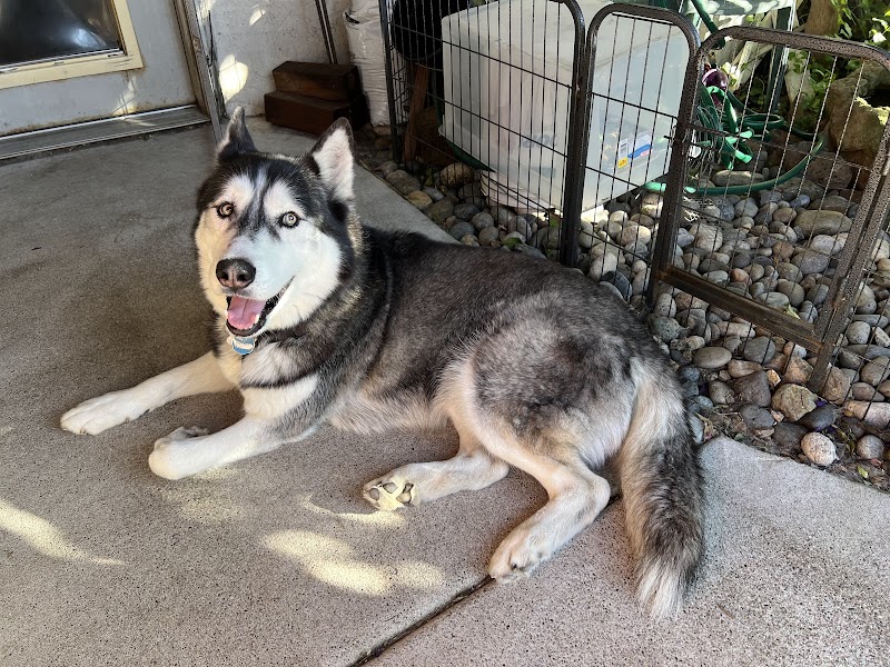 K9 Lounge - Dog Boarding and Pet Care | San Leandro, CA photo 3