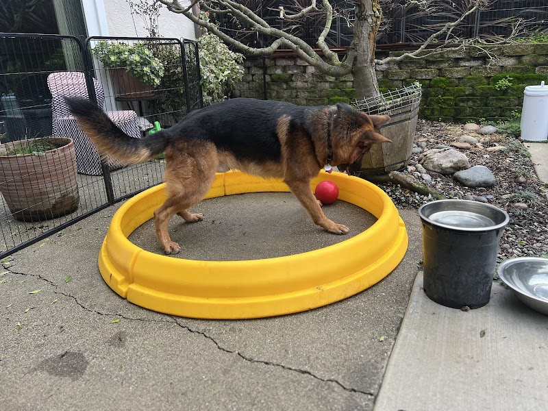 K9 Lounge - Dog Boarding and Pet Care | San Leandro, CA photo 2