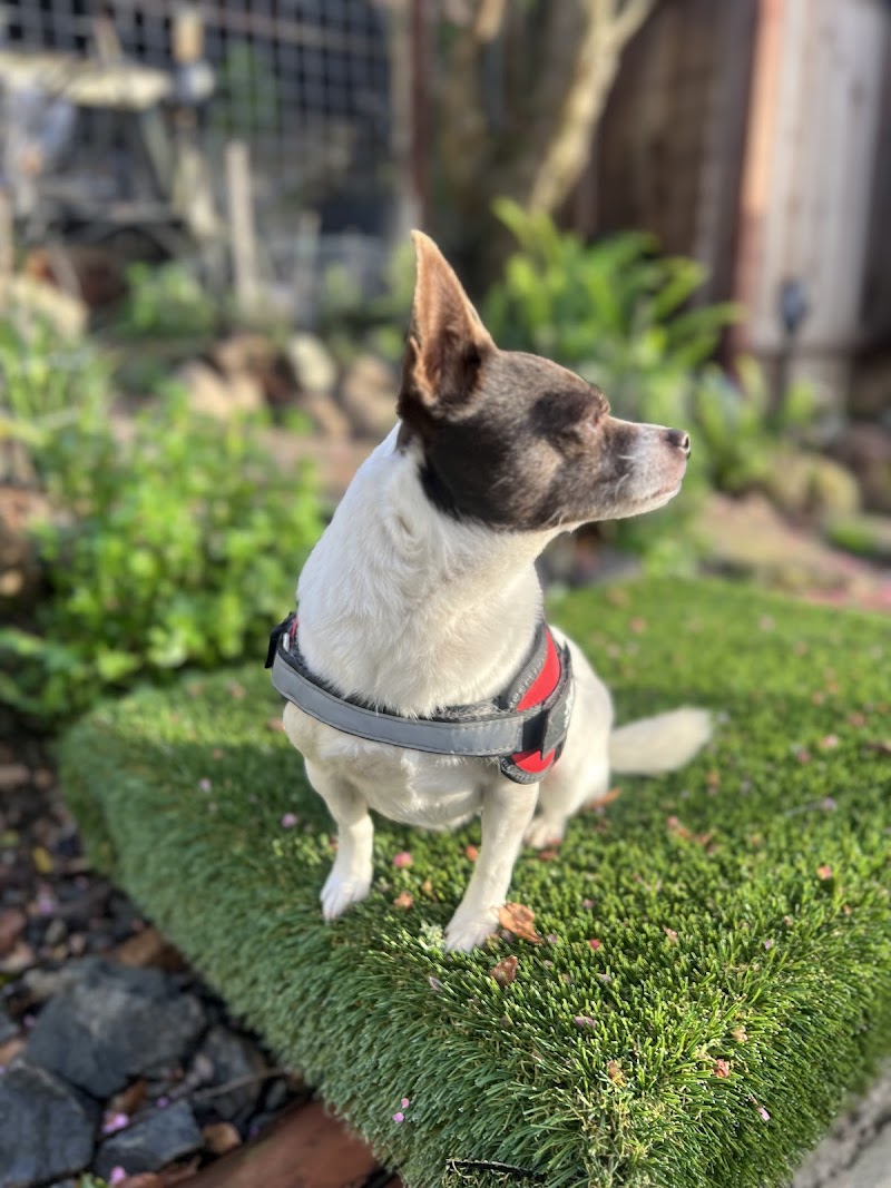 Photo of K9 Lounge - Dog Boarding and Pet Care | San Leandro, CA
