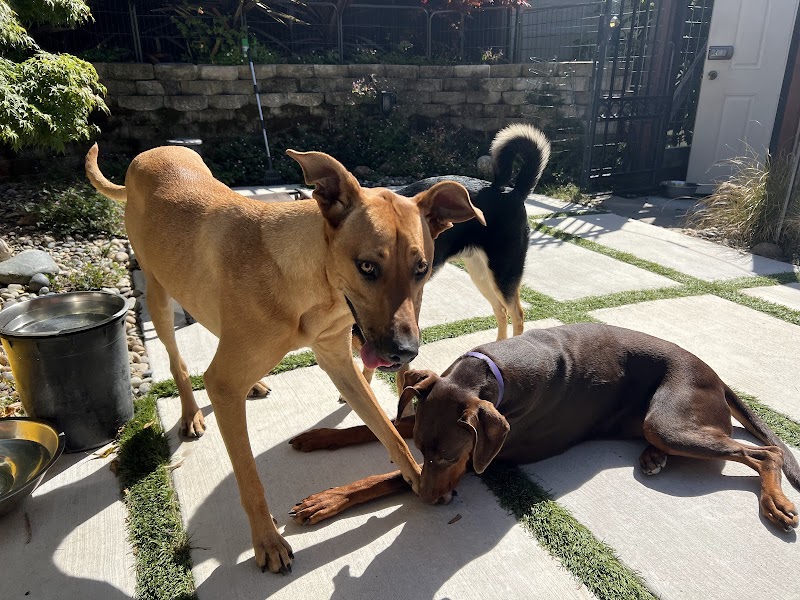 K9 Lounge - Dog Boarding and Pet Care | San Leandro, CA photo 4