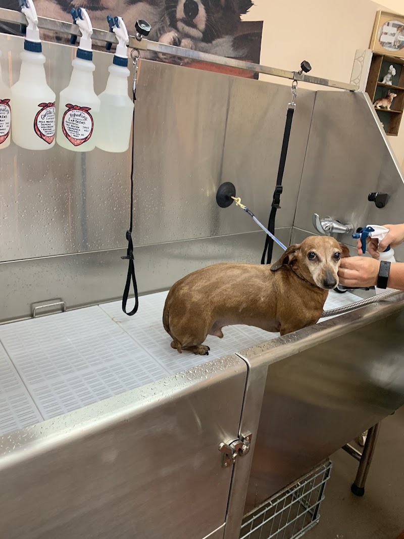Rosie's Barket DIY Dog Wash OV photo 4