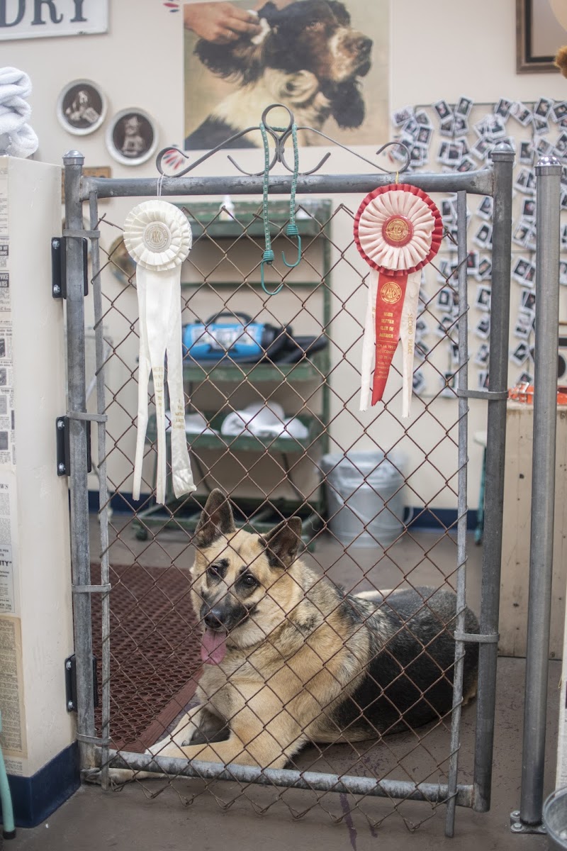 Rosie's Barket DIY Dog Wash OV photo 3