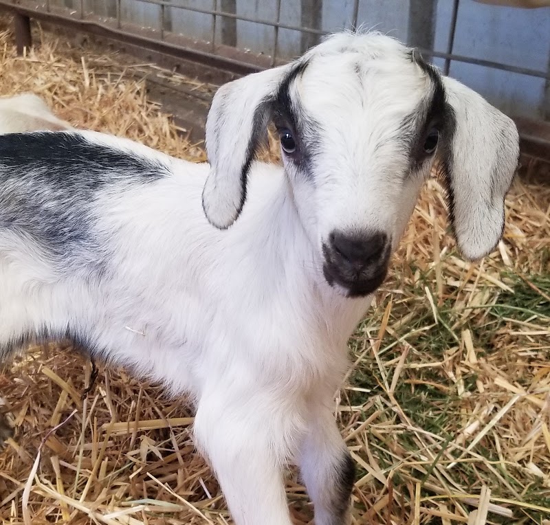 SkyHill Farm photo 2