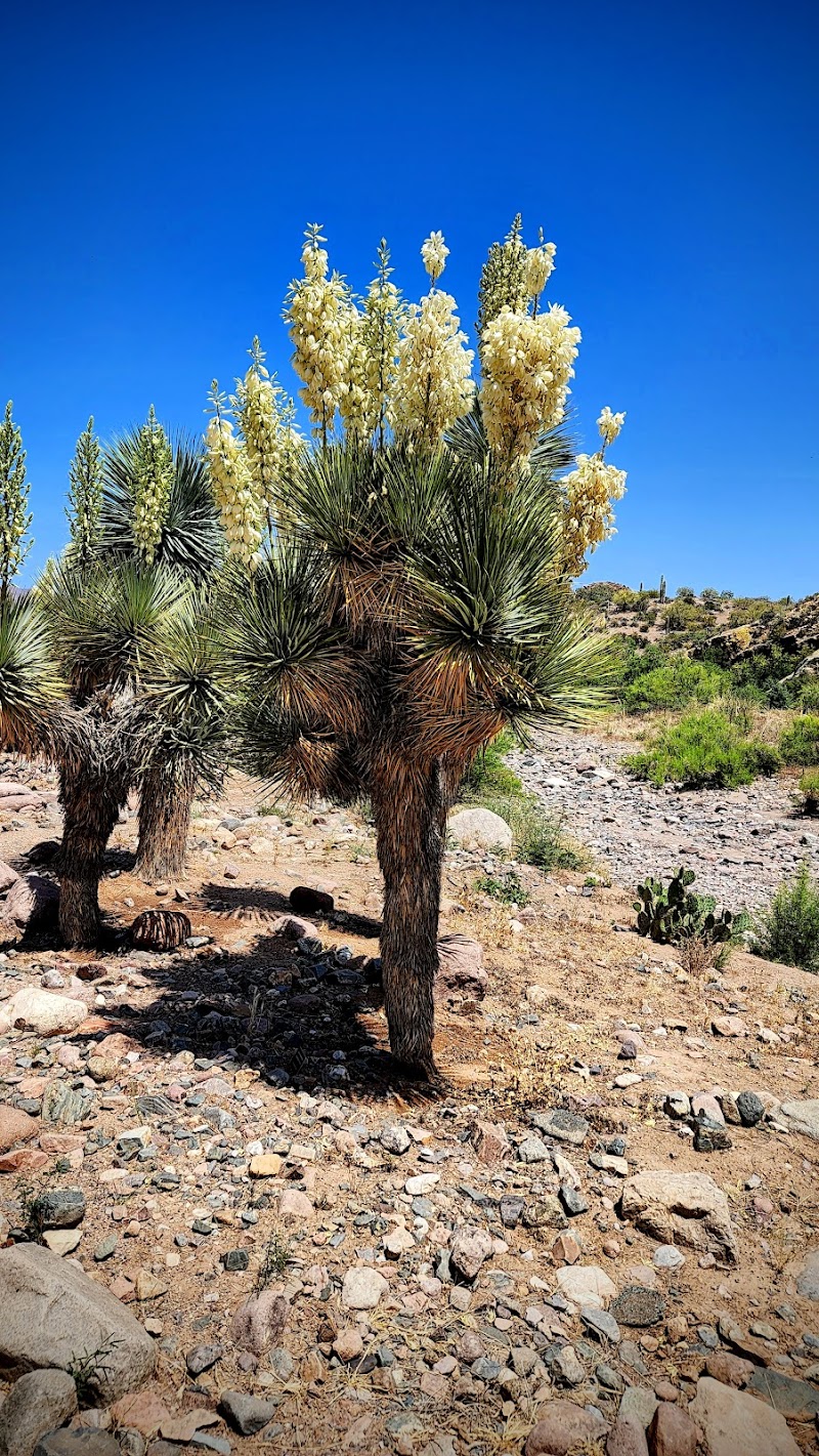 Photo of Wallace Desert Garden