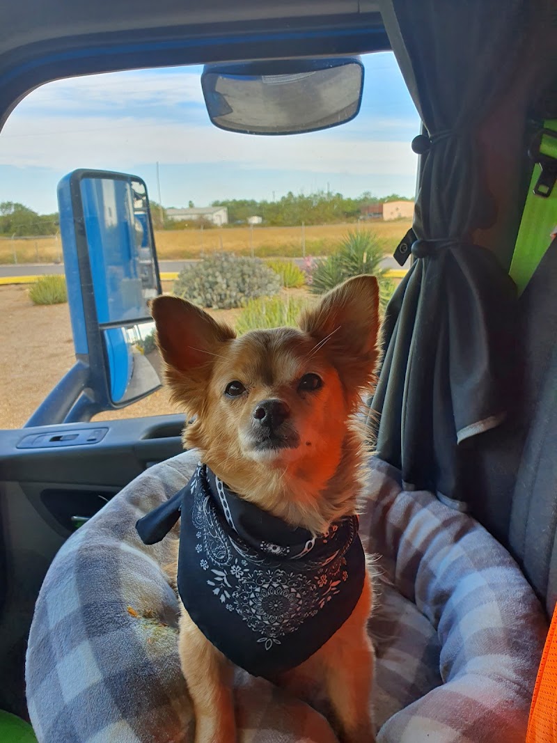 Photo of Plant City Animal Hospital: Britton Suzanne DVM