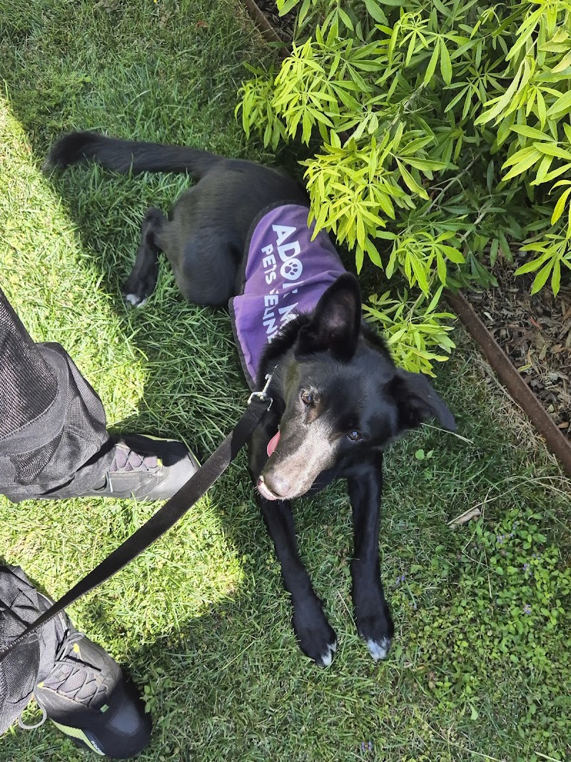 Photo of Pets Lifeline