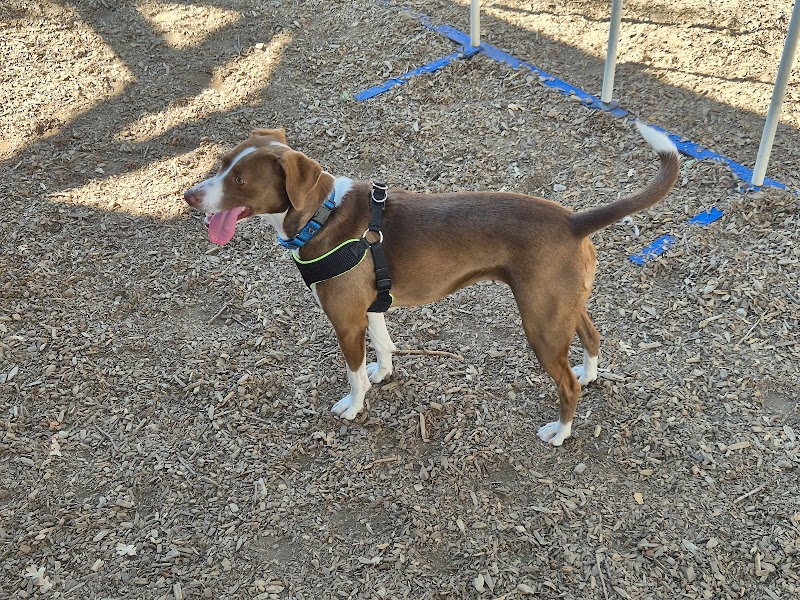 Pets Lifeline photo 2