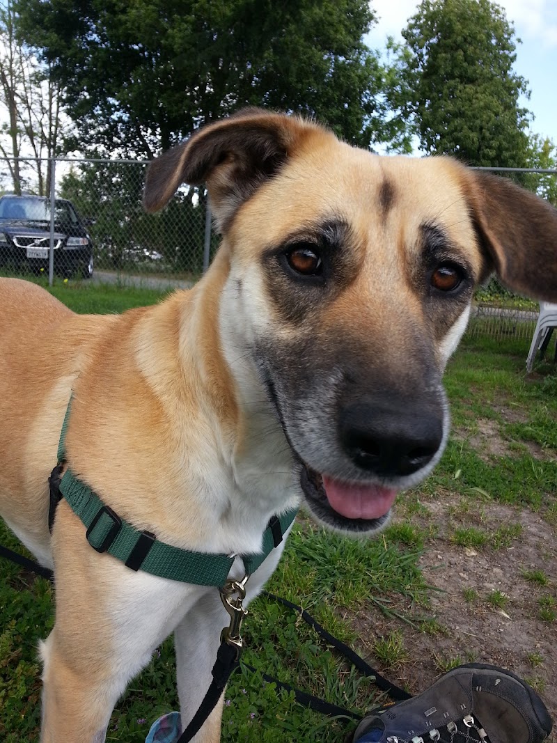 Pets Lifeline photo 5