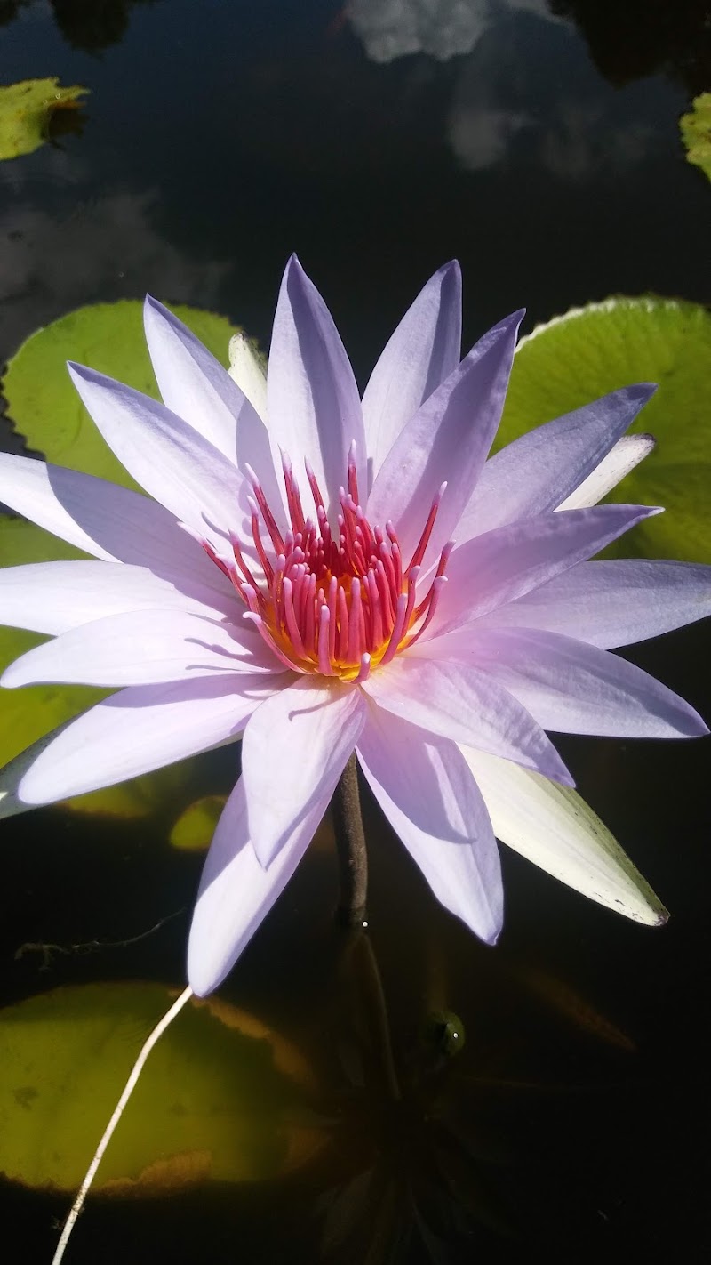 Suncoast Water Gardens photo 3