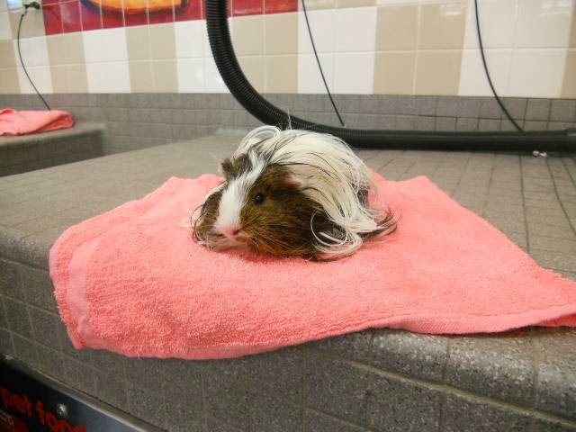 Pet Food Express photo 4