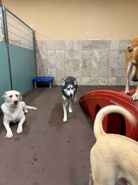 Photo of PetSmart Doggie Day Camp