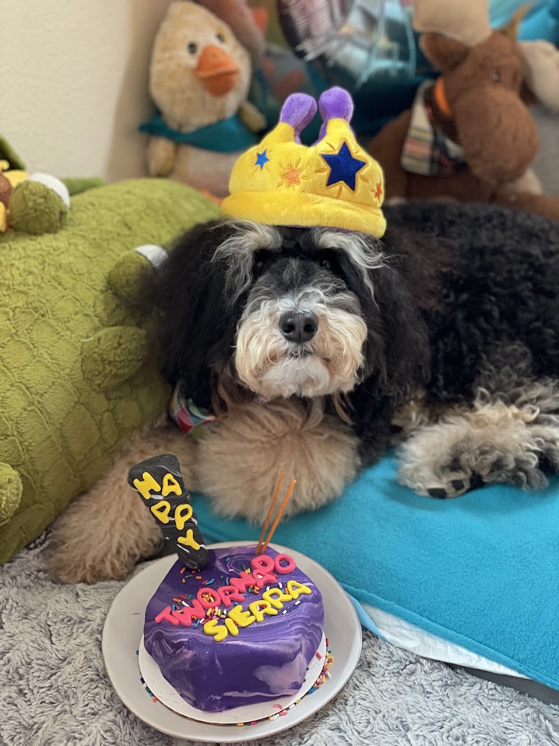 Paw Patch Pastries & Pet Boutique photo 4