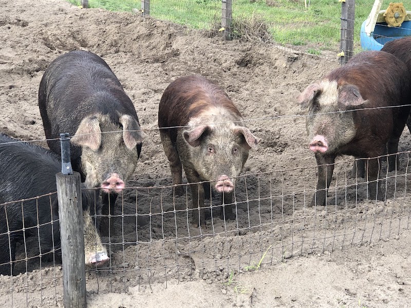 Photo of HertaBerkSchwein Farms