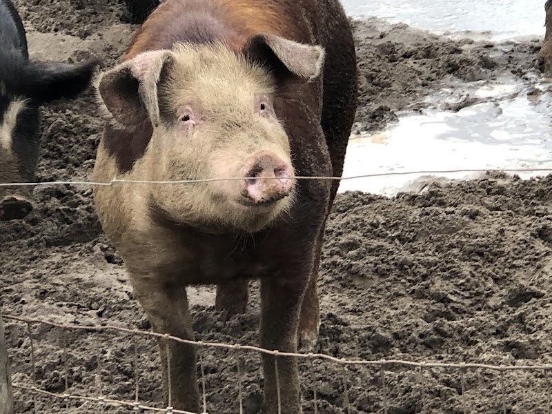 HertaBerkSchwein Farms photo 4