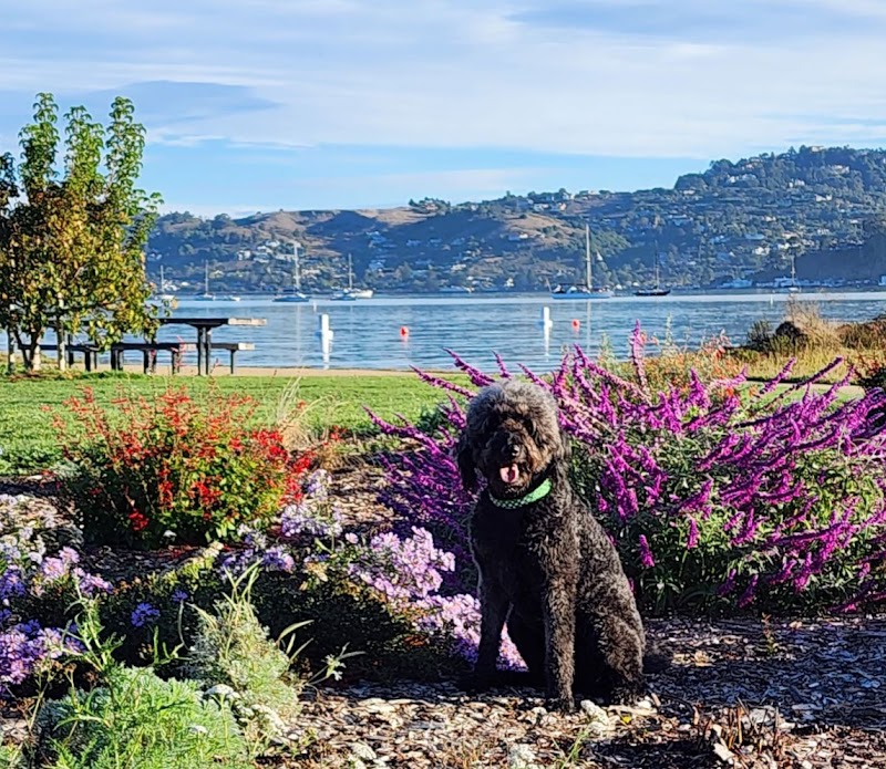 Dog Boarding Sausalito photo 2