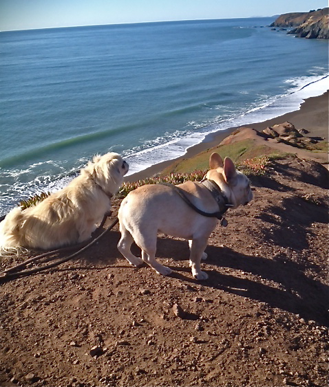 Dog Boarding Sausalito photo 3