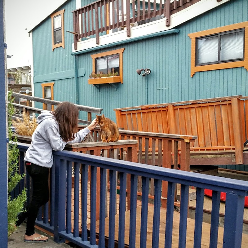 Dog Boarding Sausalito photo 5
