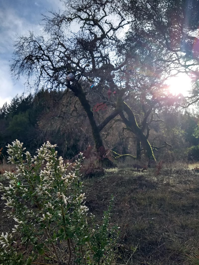 Photo of Clover Springs Preserve