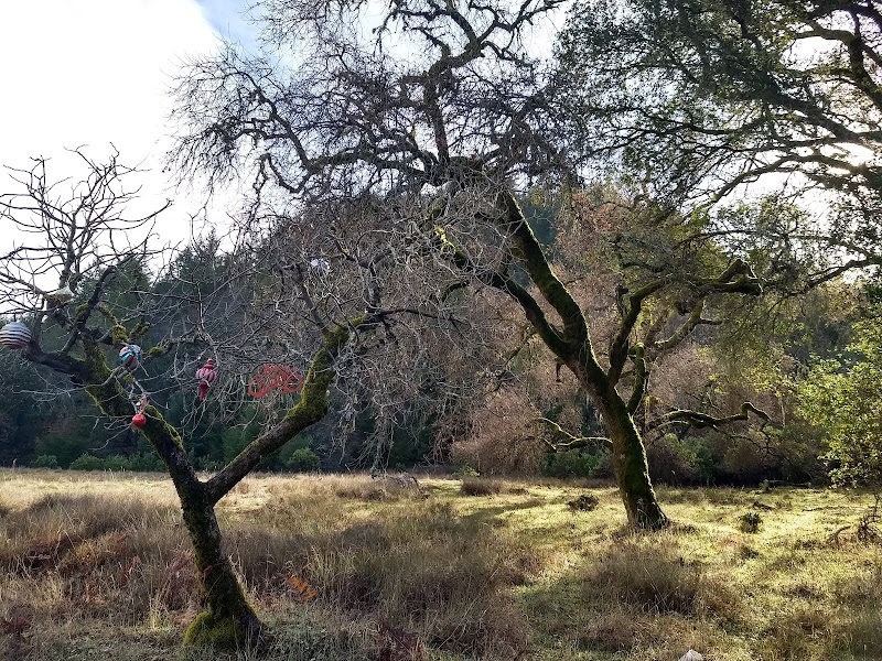 Clover Springs Preserve photo 4
