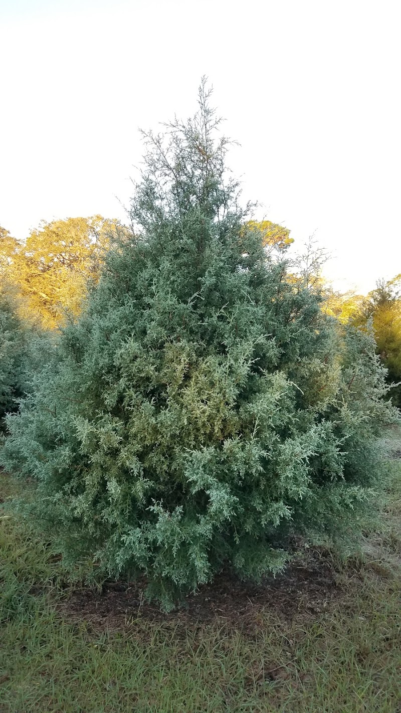 Blue Acres Christmas Tree Farm photo 2