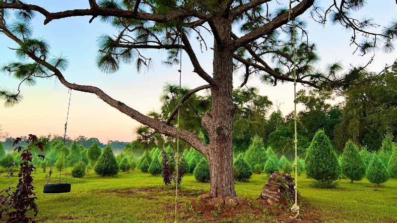 Photo of Blue Acres Christmas Tree Farm