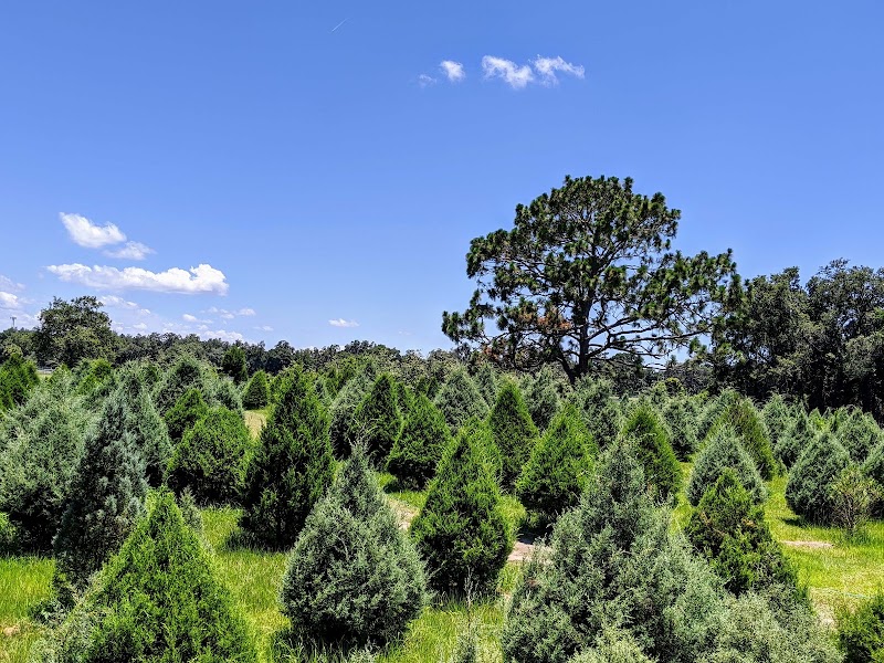 Blue Acres Christmas Tree Farm photo 3