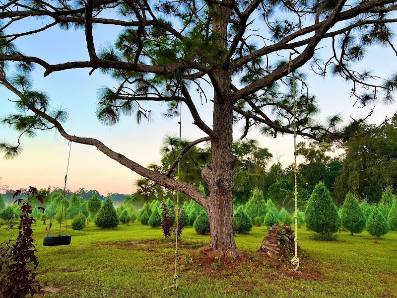 Blue Acres Christmas Tree Farm photo 4
