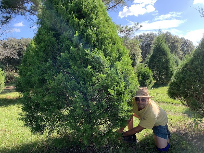 Blue Acres Christmas Tree Farm photo 5