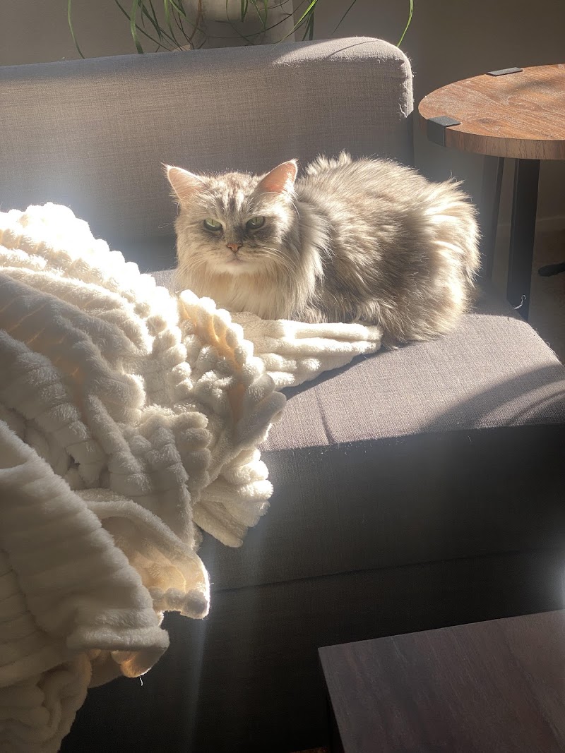 Photo of Fur Cat's Sake