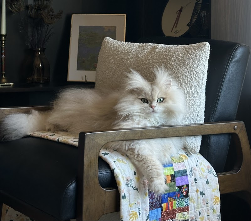 Fur Cat's Sake photo 3