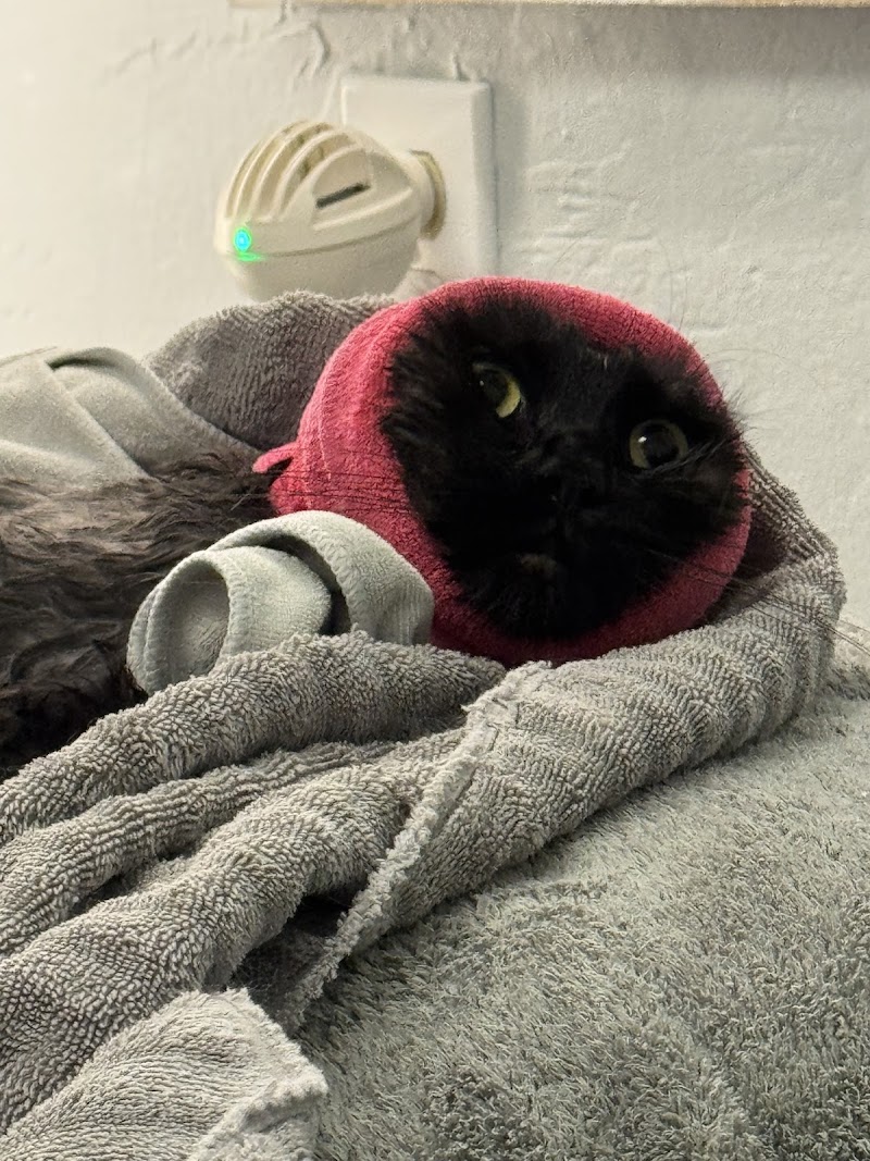 Fur Cat's Sake photo 5