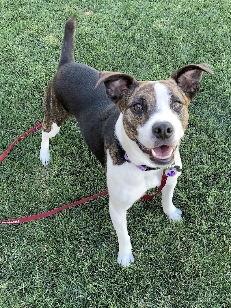 Photo of H & H Pet Services LLC