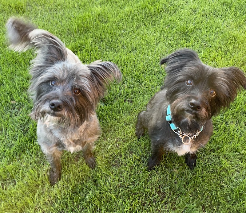 H & H Pet Services LLC photo 5
